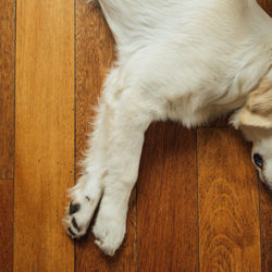 dog comfortably resting on the floor