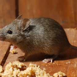 small brown rodent on timber planks