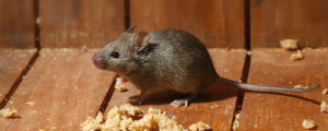 small brown rodent on timber planks