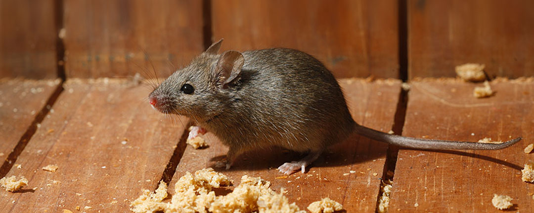 The Truth About Ant and Rodent Proof Insulation